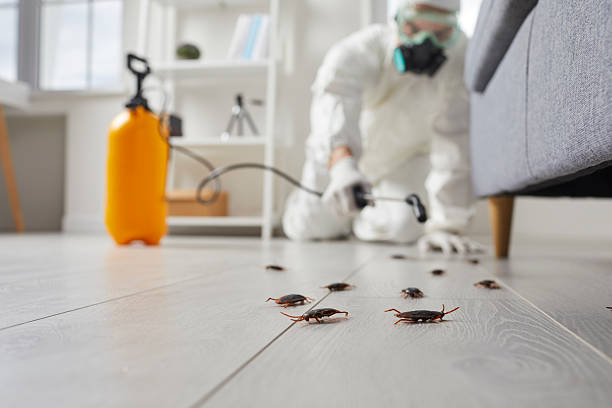 Commercial Kitchen Cockroach Control in Moyie Springs